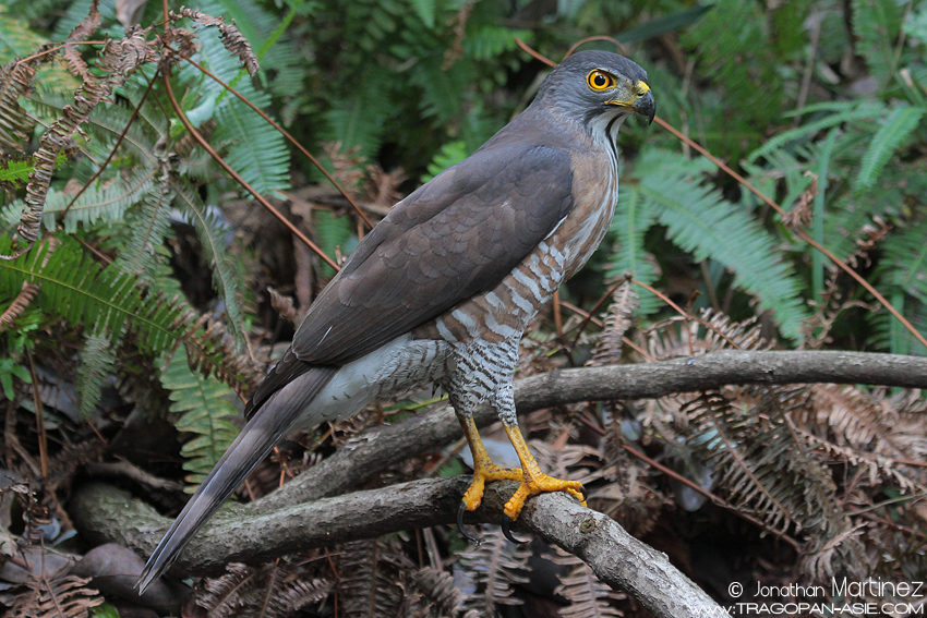 Crested Goshawk ( Accipiter trivigartus ) Ssp indicus | tragopan-asie[.com]